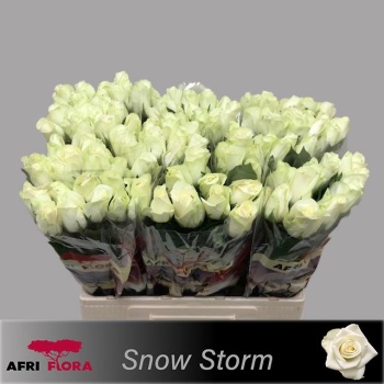 snowstorm-afri.jpeg