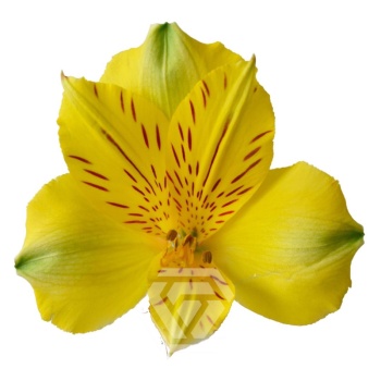 product/image.freshportal.com/ALSTRCOPACABANA-90-foto.jpg