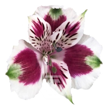 product/image.freshportal.com/ALSTRCORDOBA-90-foto.jpg