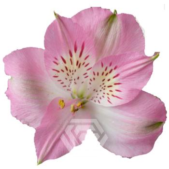 product/image.freshportal.com/ALSTRDUBAI-70-foto.jpg