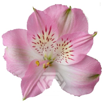 product/image.freshportal.com/ALSTRDUBAI-80-foto.jpg