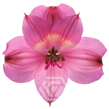 product/image.freshportal.com/ALSTRINTENZ-90-foto.jpg