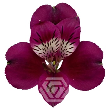 product/image.freshportal.com/ALSTRPOMPEII-70-foto.jpg