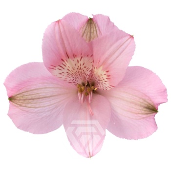 product/image.freshportal.com/ALSTRPRIMADONNA-90-foto.jpg