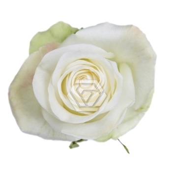 product/image.freshportal.com/RGRALBA-60-foto.jpg