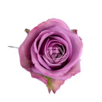 product/image.freshportal.com/RGRCOOLWATER-50-foto.jpg