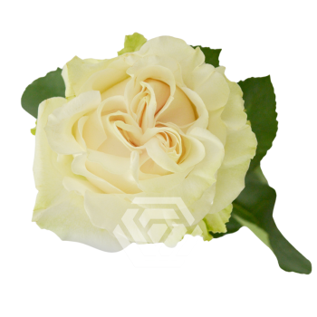 product/image.freshportal.com/RGRCOTTONX-PRESSION-70-foto.png