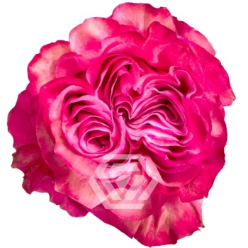 product/image.freshportal.com/RGRCOUNTRYBLUES-60-foto.jpg