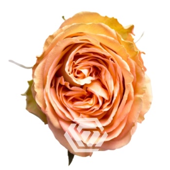 product/image.freshportal.com/RGRCOUNTRYHOME-50-foto.jpg