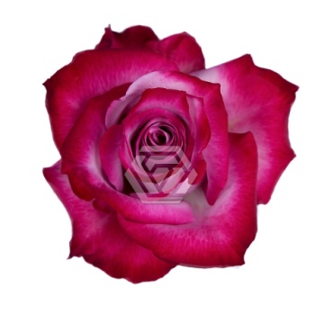 product/image.freshportal.com/RGRDEEPPURPLE-40-foto.jpg