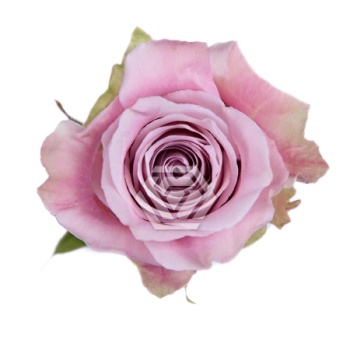 product/image.freshportal.com/RGRFAITH-50-foto.jpg