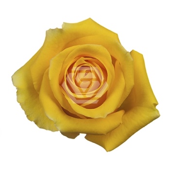 product/image.freshportal.com/RGRLIGHTHOUSE-50-foto.jpg