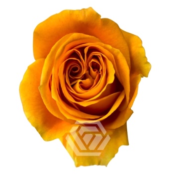 product/image.freshportal.com/RGRNEXUS-50-foto.jpg