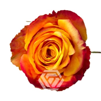 product/image.freshportal.com/RGRSILANTOI-50-foto.jpg