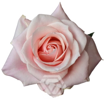 product/image.freshportal.com/RGRSWEETBLISS-70-foto.jpg