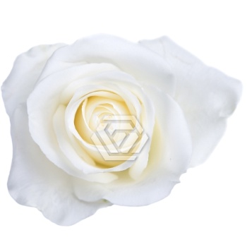 product/image.freshportal.com/RGRTIBET-50-foto.jpg