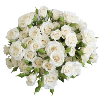 SPRAYWHITEMAJOLIKA70CM10ST-70-foto.jpg