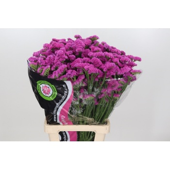 product/img.floraplaza.nl/100393-70-LIVE_fotos-0x99CDD3023B8FC8C9760B2042F260E693FBCC7133.jpg