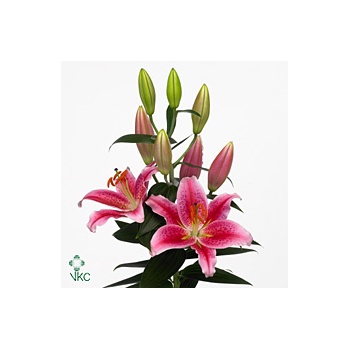 product/img.floraplaza.nl/100683-90-ART_Fotos-VBN-vbn100683.jpg