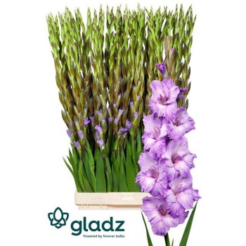 product/img.floraplaza.nl/100868-120-LIVE_fotos-0x0B01B06B3D0CBAAE1BEFECECA95D867A6AB808D0.jpg
