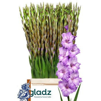 product/img.floraplaza.nl/100868-120-LIVE_fotos-0xBFD114D94831B2D891EC790AEF98B0CA4922C13A.jpg