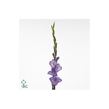 product/img.floraplaza.nl/100868-125-ART_Fotos-VBN-vbn100868.jpg