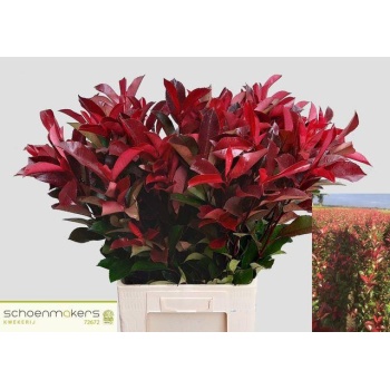 product/img.floraplaza.nl/1009-90-LIVE_fotos-0xAE8A732D7B39FB28F1337BD6FBADDB4783086718.jpg