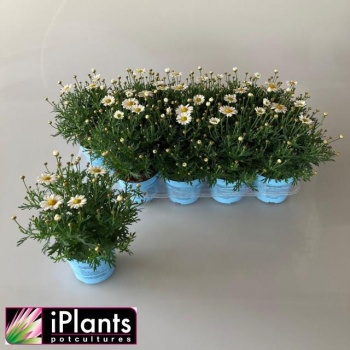 product/img.floraplaza.nl/100955-12-LIVE_fotos-0x1A19A6CA6D76AE83C1148D2F8EE0B3781C004215.jpg