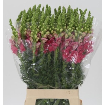 product/img.floraplaza.nl/101336-70-LIVE_fotos-0x368ECFBE9DD2154B647BCE87F08FBD7C6025F8B3.jpg