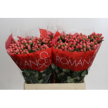 product/img.floraplaza.nl/101437-60-LIVE_fotos-0xADFCEFA73D02AA24C92FC385CCCDD8D4441549EA.jpg