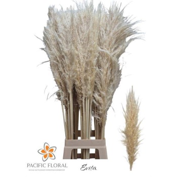 product/img.floraplaza.nl/101593-110-LIVE_fotos-0xF48F8510EFB3A9DE6BE1FEF01EE3342CE580D463.jpg