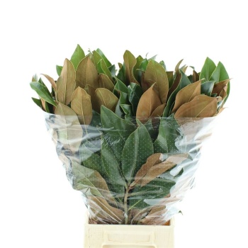 product/img.floraplaza.nl/101644-75-LIVE_fotos-0x3754678741F97D582E5C32172F520BCF6715BC18.jpg