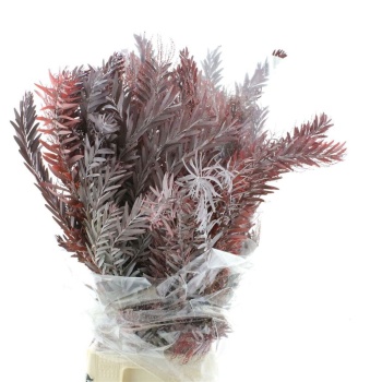 product/img.floraplaza.nl/101954-70BOR-LIVE_fotos-0xB97EE4923C2A7E2CC60AA92E8E9951ACDFC9846C.jpg