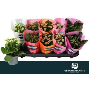 product/img.floraplaza.nl/102142-510-LIVE_fotos-0x992AD89C0F2FFFAA97D20F98F5B78FD5E361485C.jpg