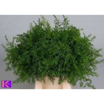 product/img.floraplaza.nl/102282-50-LIVE_fotos-0x6B5C850D9CBA93FFCA1EE652DF5C08353BA30979.jpg