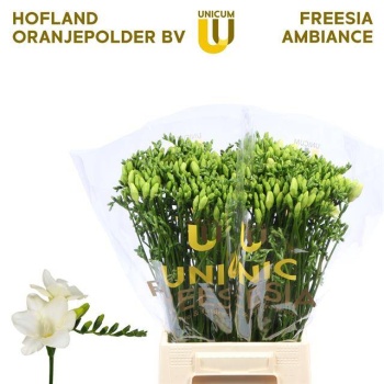 product/img.floraplaza.nl/102346-54-LIVE_fotos-0x0EE3C0882F67AA1DDE4FF008F62F15D44F542B58.jpg