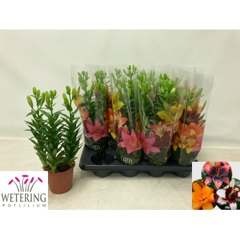 product/img.floraplaza.nl/102402-13-LIVE_fotos-0x3D13B6A44E1CC961204A62CF596DC50CD10A3A08.jpg
