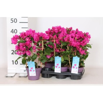 product/img.floraplaza.nl/102600-14-LIVE_fotos-0x8C49B2D4DE864C69540CFEEF463F2FA19C8DEF12.jpg