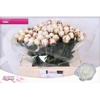 product/img.floraplaza.nl/102619-50-LIVE_fotos-0x62F51A6165CCD647C5FB8BD02B4F107D2C601F02.jpg