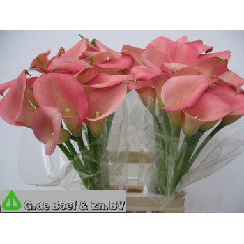 product/img.floraplaza.nl/102695-70-LIVE_fotos-0x33900DEF941BA089F5DBE2A285C8B7DB7AD9D590.jpg