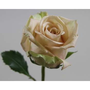 product/img.floraplaza.nl/102778-40-ART_fotos-SUNECU-Rosa ec sahara.JPG