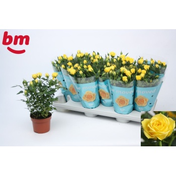product/img.floraplaza.nl/102827-510-LIVE_fotos-0xFD0AD1A3B4E30EF5F5C576D625A2F37711D04AE1.jpg