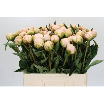 product/img.floraplaza.nl/102893-60-LIVE_fotos-0x2A52B3EE354680F678B3E1623B28A0FF5C75F3BE.jpg