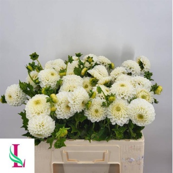 product/img.floraplaza.nl/103000-60-LIVE_fotos-0x6312CD0667CC60D736CB285DCF51F0DEA8DF1A98.jpg