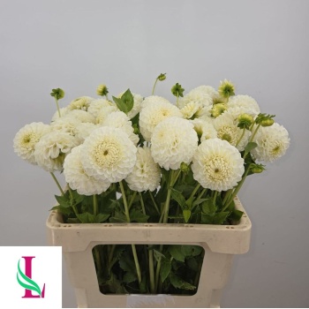 product/img.floraplaza.nl/103000-60-LIVE_fotos-0xBE995011E757E719D7EA08C67D7BE17F2D1AA34C.jpg