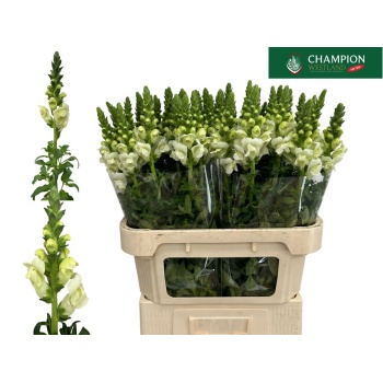 product/img.floraplaza.nl/103045-80-LIVE_fotos-0xFD9A3EEDD8F6397A1CAD4D66D29059E118D2FD52.jpg