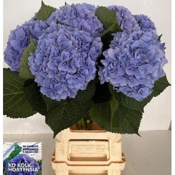 product/img.floraplaza.nl/103205-70-LIVE_fotos-0x6A56A63B5A3E96A50E182A5CE14D522E3DA62AC1.jpg