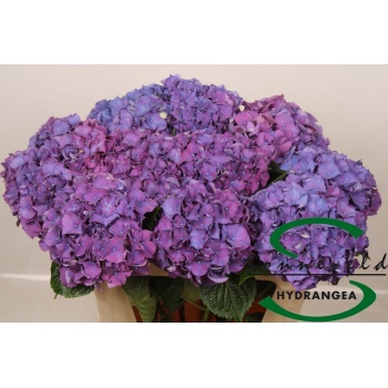product/img.floraplaza.nl/103206-60-LIVE_fotos-0x3BE5530016EA9AFD7D9C835C28E266FB8CD21AD2.jpg