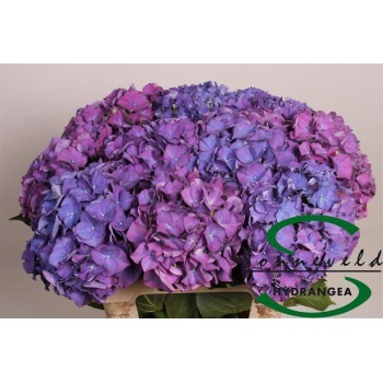 product/img.floraplaza.nl/103206-60-LIVE_fotos-0xBF56FE70C87A2615EAEEDDF56ED6FE577AA03BC4.jpg