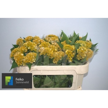 product/img.floraplaza.nl/103284-65-LIVE_fotos-0xAD52266EA0C7D5F469AC307B748DE795D6E250D1.jpg